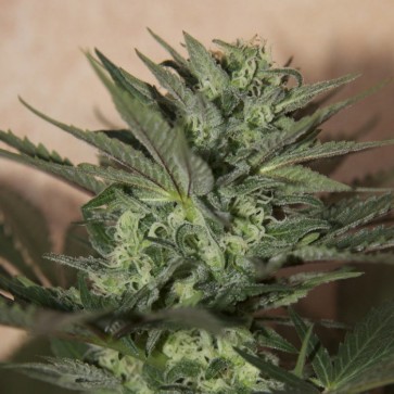 Насіння конопель Auto Great White Shark Feminised